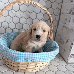 Mike - Merle male Goldendoodle puppy in Mount Pleasant, Utah from Betty's Goldendoodles