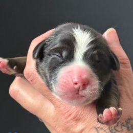 Onyx - male Australian Mountain Doodle puppy in Cortez, Colorado from Sassy Pants Pups