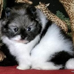 Pomeranian Puppies from Kelli's Poms