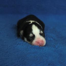 Amethyst - Black and white female Pomsky puppy in Clarkston, Utah from Red Rock Ranch Breeders