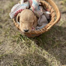 Goldendoodle Puppies from North Star Dog Training
