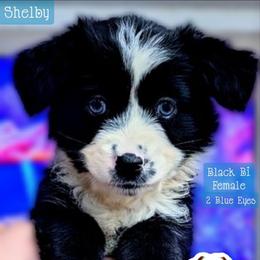 Shelby - Black & white female Miniature Australian Shepherd puppy in Punta Gorda, Florida from Christie's Creekside Aussies