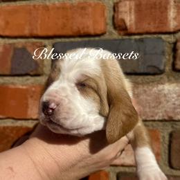 Carl - Red and white male Basset Hound puppy in Bellaire, Ohio from Blessed Bassets