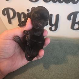 Boy 2 - Parti male Yorkshire Terrier puppy in Clermont, Florida from Bella's Prissy Butts