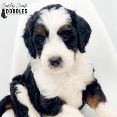 Hoosier - female Australian Mountain Doodle puppy in Tipton, Indiana from Country Creek Doodles