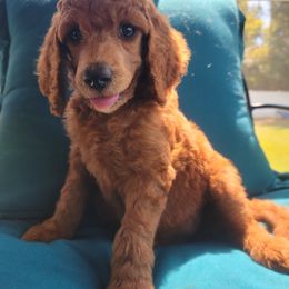 Poodle Puppies from Dannebrog Poodles