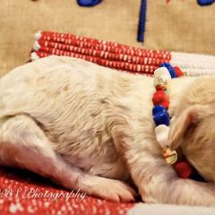 Double Doodles from The Scott’s Dood Ranch