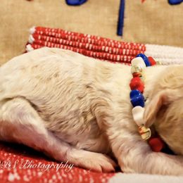 Double Doodles from The Scott’s Dood Ranch