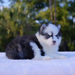 Grace - Black and white female Pomsky puppy in Loxahatchee, Florida from Cardinal Point Pomskies