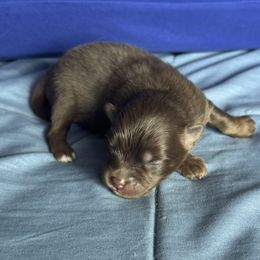 Cora - Chocolate female Pomsky puppy in Oak Forest, Illinois from Illinois Poms