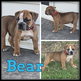 Bear - Fawn and white male Olde English Bulldogge puppy in Wheeler, Michigan from Haase Family Kennels