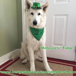 Berger Blanc Suisse and German Shepherd Puppies from Vom Hundhaus German Shepherds