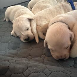 Purple Collar - Light golden female Golden Retriever puppy in Cleveland, Georgia from JLB's Yonah Goldens