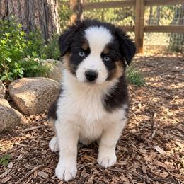 Mary - Black tri-color female Australian Shepherd puppy in Placerville, California from BFF Aussies