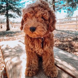 Bernedoodle and Goldendoodle Puppies from Brown’s Golden Paws