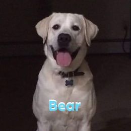 Bear - Labrador Retriever