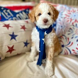 River - Red male Aussiedoodle puppy in St George, Utah from Peachydoodlepups