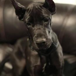 Great Dane Puppies from Sand Mountain Danes LLC