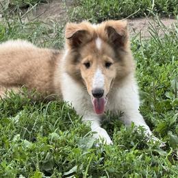 Fabian - Sable merle male Collie puppy in Centerview, Missouri from Hedge Haven Farm