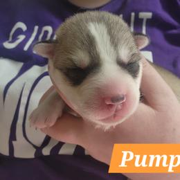 Pumpkin - Sable and white female Siberian Husky puppy in Louisville, Kentucky from Xavier's Home for Gifted Huskies