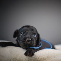 Silo - Black and tan male Cavapoo puppy in Caldwell, Idaho from Boise Doodle Co.