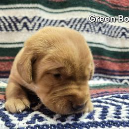 Boy 2 - Yellow male Labrador Retriever puppy in Potosi, Wisconsin from Point and Flush Gun Dogs