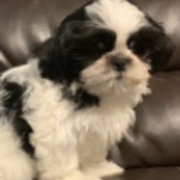 Shih Tzus from Jaden Shih Tzu’s