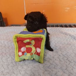 Girl 2 Jyma - Black Poodle puppy in Mc Dade, North Carolina from Toy Poodles of NC