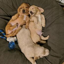 Dachshund puppies from Costal Cream Doxies