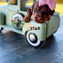 Star - Phantom female Goldendoodle puppy in Ocoee, Tennessee from Liberty Creek Farms