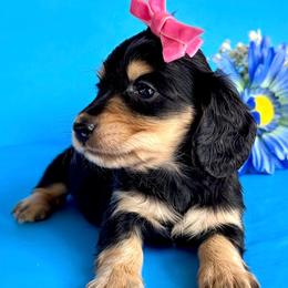 Kanga(2800 akc pet) - Black and cream female Dachshund puppy in Augusta, Arkansas from Savvy-Dee's Dachshunds