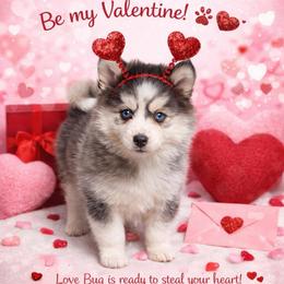 Love bug - Gray and white female Pomsky puppy in La Verne, California from Red Cedar Pomskies