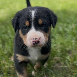 Pink girl - Black, white and red female Greater Swiss Mountain Dog puppy in Woodland, Washington from Woodland Swissie’s