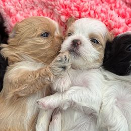 Poodles and Shih Tzus from House of Paws Heritage Nursery