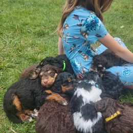 Bernedoodle Puppies from Andrew's Bernedoodles