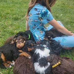 Bernedoodle Puppies from Andrew's Bernedoodles