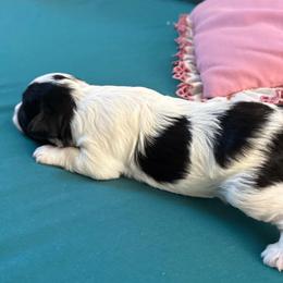 Lillie - Black and white female Schnoodle puppy in Huron, Tennessee from Wilma's Paw-Paw Patch