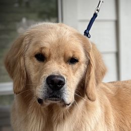 Caliber - Golden Retriever