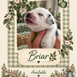 Briar - White and black male Dalmatian puppy in Lehigh Acres, Florida from PupsMansion