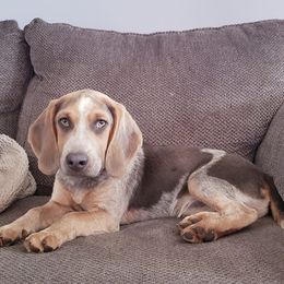 Beagles from Sable Run Farm