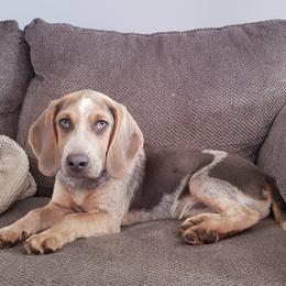 Beagles from Sable Run Farm