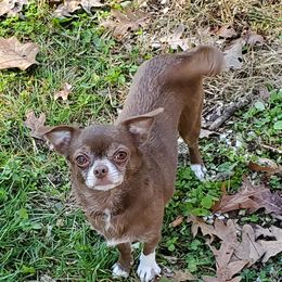 Koko - Chihuahua