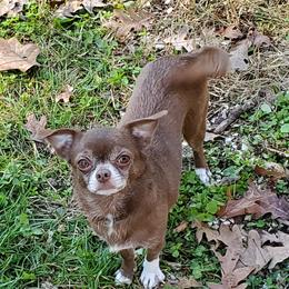 Koko - Chihuahua