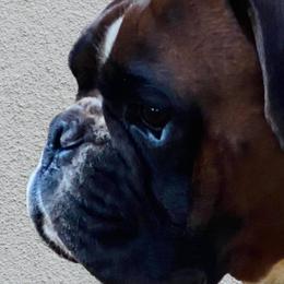 Boxers and French Bulldogs from Schuster Haus