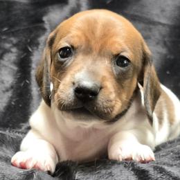 Baby Girl  2- Calico - Piebald female Dachshund puppy in Salem, Oregon from Long'd Fore Dachshunds