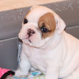 English Bulldog Puppies from My Gang Bulldogs
