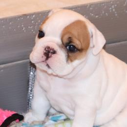 English Bulldog Puppies from My Gang Bulldogs