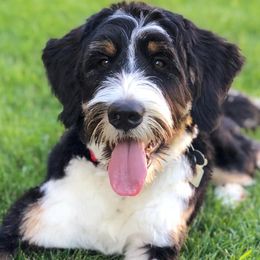 Bernedoodles from Lake Poygan Bernedoodles