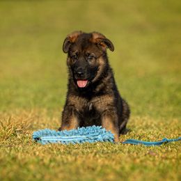 German Shepherd Puppies from Sommerfeld German Shepherds