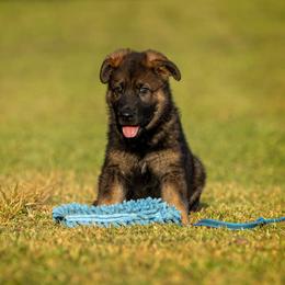 German Shepherd Puppies from Sommerfeld German Shepherds